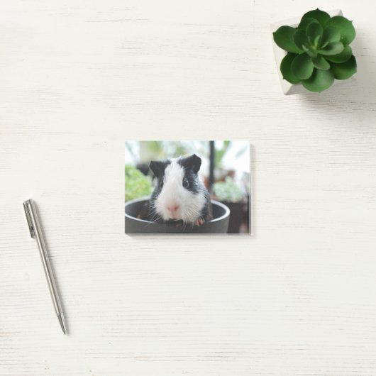 Peking Guinea Pig Post-it® Notes (Kantoor)