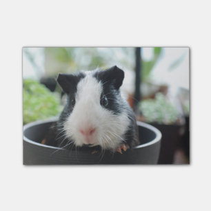 Peking Guinea Pig Post-it® Notes