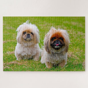 Pekingees hond. legpuzzel