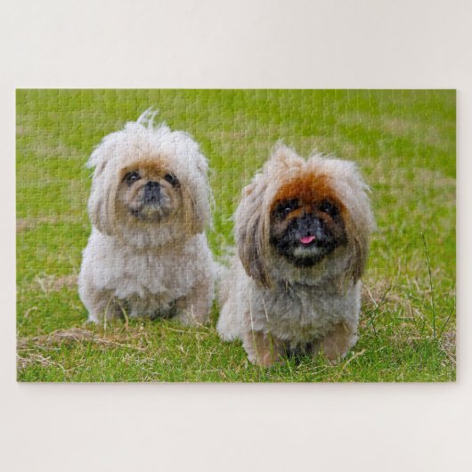 Pekingees hond. legpuzzel (Horizontaal)