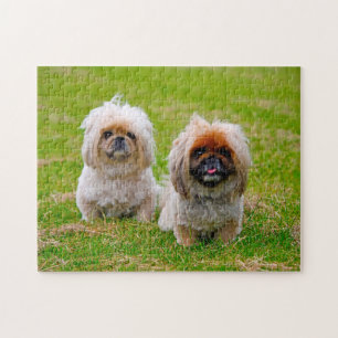 Pekingees hond. legpuzzel