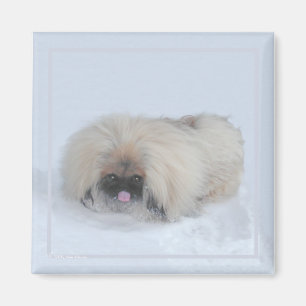 Pekingees-magneet Magneet