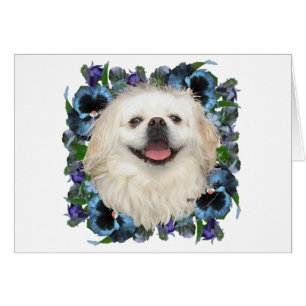 Pekingese blanc avec lunettes