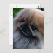 Pekingese Briefkaart (Voorkant / Achterkant)