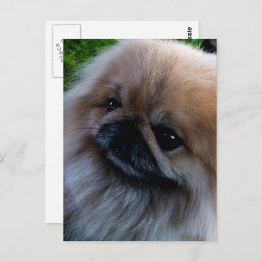 Pekingese Briefkaart (Voorkant / Achterkant)