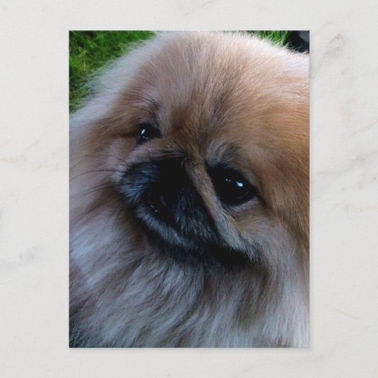 Pekingese Briefkaart (Voorkant)