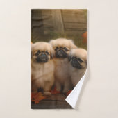 Pekingese Chiot Automne Citrouille délice
