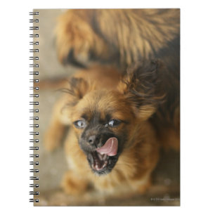 Pekingese Dogs Notitieboek