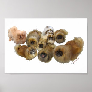 Pekingese Groep Poster