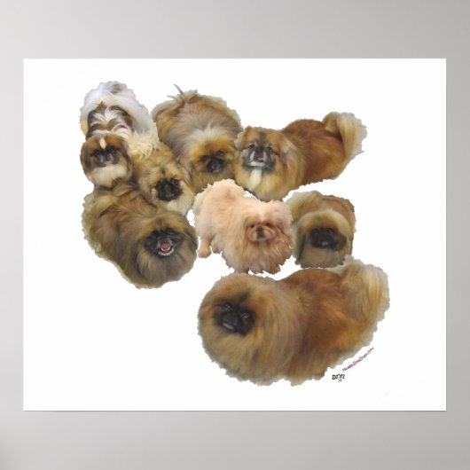 Pekingese Group Poster (Voorkant)