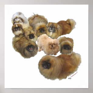 Pekingese Group Poster