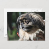 Pekingese hond briefkaart (Voorkant / Achterkant)