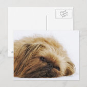 Pekingese hond, dichtbij briefkaart (Voorkant / Achterkant)