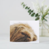 Pekingese hond, dichtbij briefkaart (Staand voorkant)