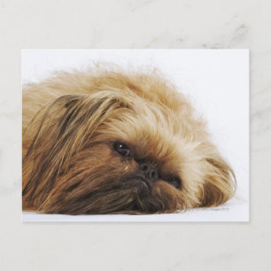 Pekingese hond, dichtbij briefkaart