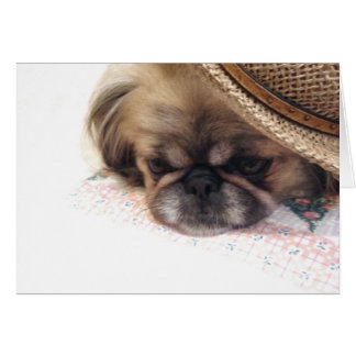 Pekingese Kaart