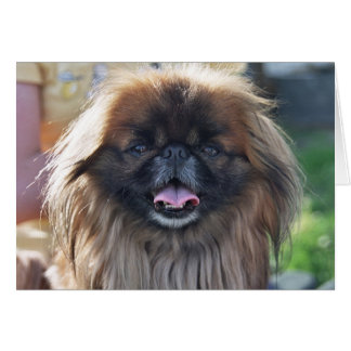 Pekingese-kaart