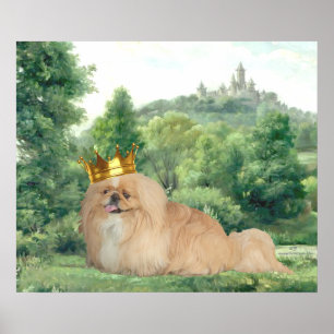 Pekingese Koning Poster