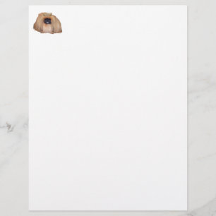 Pekingese Koningin