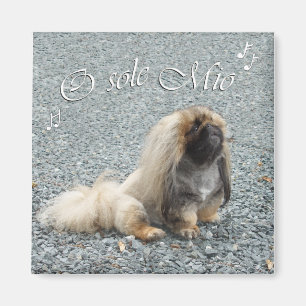 Pekingese magneet