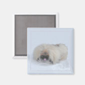 Pekingese Magnet (Recto/Verso)