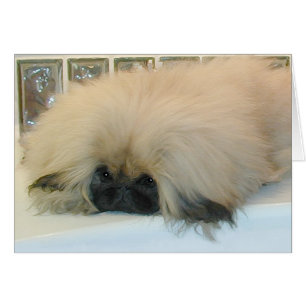 Pekingese pense grand