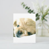 Pekingese Puppies Briefkaart (Staand voorkant)