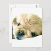Pekingese Puppies Briefkaart (Voorkant / Achterkant)