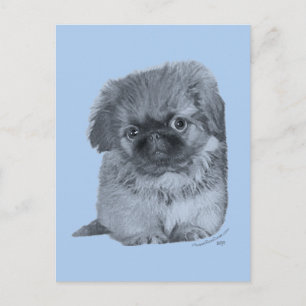 Pekingese Puppy Blue Briefkaart