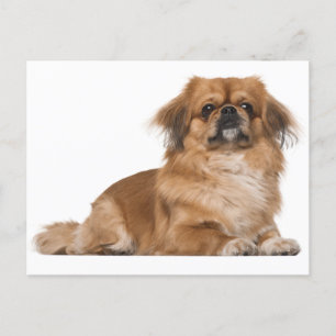 Pekingese Puppy Dog Post Kaart