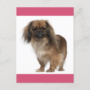 Pekingese Puppy Dog Post Kaart