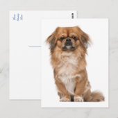Pekingese Puppy Dog Post Kaart (Voorkant / Achterkant)