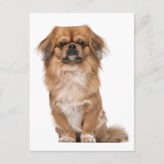 Pekingese Puppy Dog Post Kaart (Voorkant)