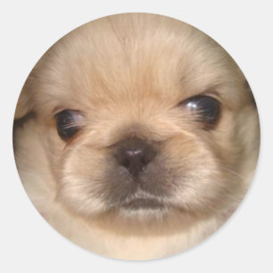 pekingese puppy sticker