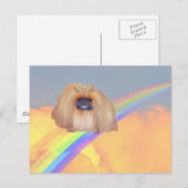 Pekingese regenboog briefkaart (Voorkant / Achterkant)