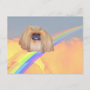 Pekingese regenboog briefkaart