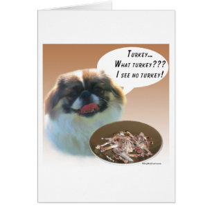 Pekingese Turkije