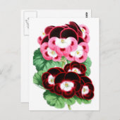 pelargonium briefkaart (Voorkant / Achterkant)
