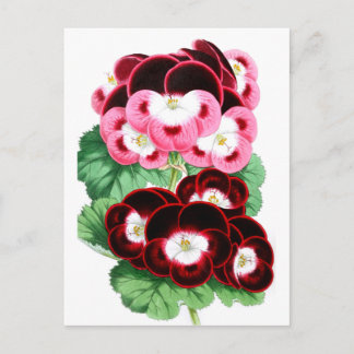 pelargonium briefkaart