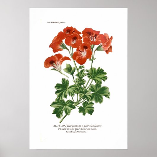 Pelargonium grandiflorum poster (Voorkant)