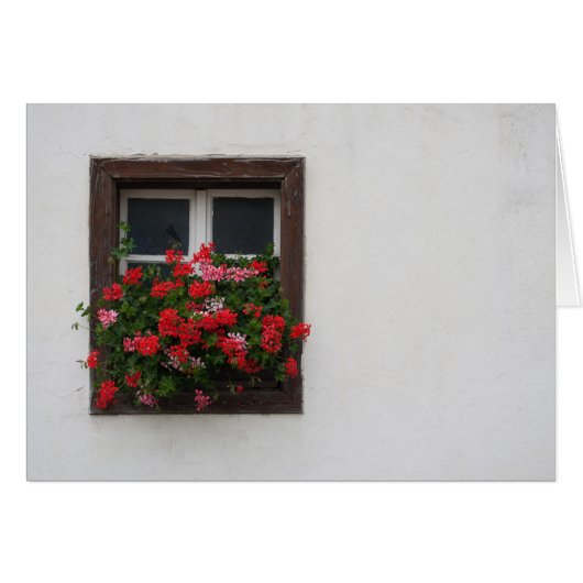 Pélargonium rouge et rose (Devant horizontal)
