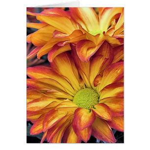 Pelee Chrysanthemums