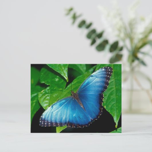 Peleides Blue Morpho (Morpho peleides) Briefkaart (Staand voorkant)
