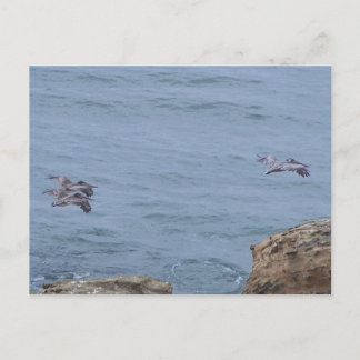 Pelicaans Briefkaart