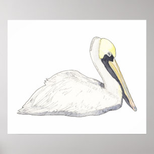 Pelicaanse Posters en Prints