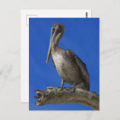Pelican aan een ledemaat briefkaart (Voorkant / Achterkant)