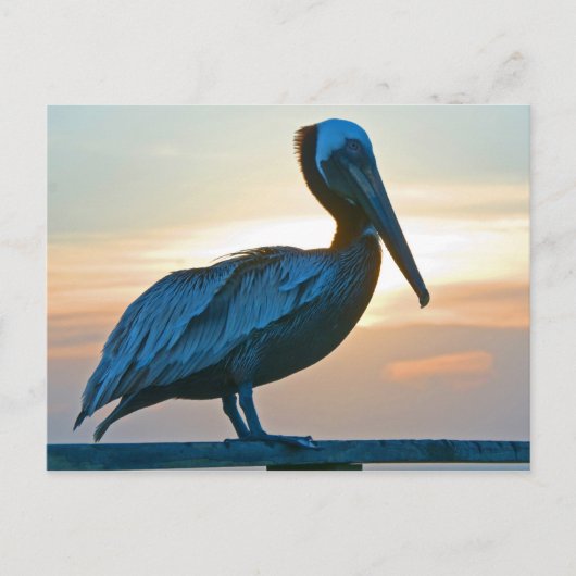 Pelican Alone/Post Card Briefkaart (Voorkant)