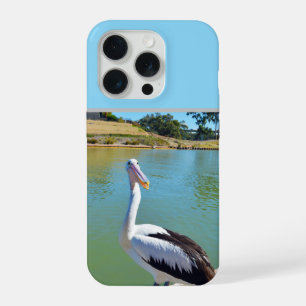Pelican Back Chat,