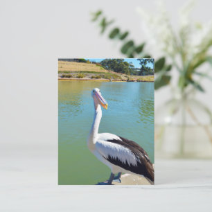 Pelican Back Chat, Briefkaart