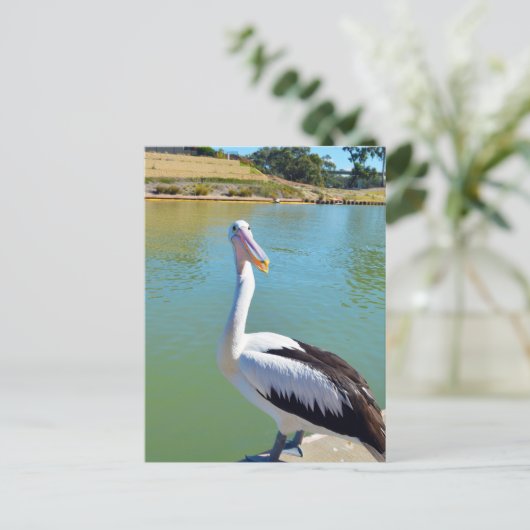 Pelican Back Chat, Briefkaart (Staand voorkant)
